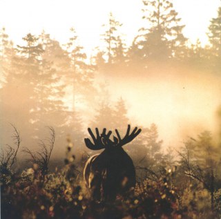 ARV &AMP; MILJÖ - VÅLNAD AV FORNSKOG